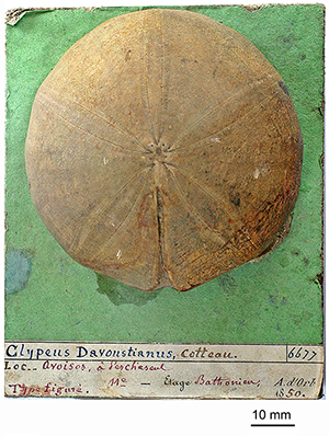 Clypeus davoustianus, Cotteau 