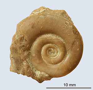 Gyroceratites dorsolamellatus armoricanus