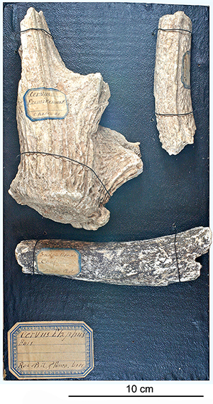 Bois de Cervus elaphus 