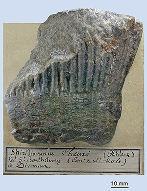 Spyridiocrinus cheuxi