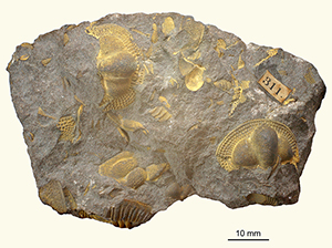 Trinucleus goldfussi