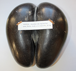 LODOICEA cocotier des Seychelles